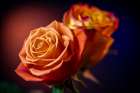 Colorado-Fort Collins Roses close-up Art Print